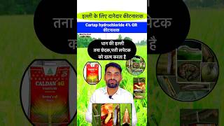 धान में तना छेदक की दवा  Tana chedak ki dawa  Cartap hydrochloride 4g  Dhan ki kheti shorts [upl. by Esihcoc]