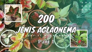 200 JENIS AGLAONEMA Part 1 [upl. by Htiaf]