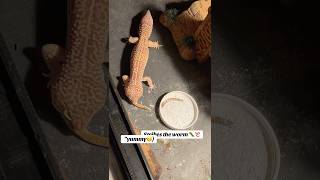 leopardgecko lizardsoftiktok strawberry yummy superworms love [upl. by Eliades]