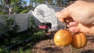 Harvesting first Starfruit and Honey Murcott Tangerine 01202024 [upl. by Aikemal427]