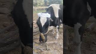 Cow and buffalo is dehorning and cutting cow youtubeshorts shortvideo viralvideo villagelife 💉🦬 [upl. by Atnohsal]