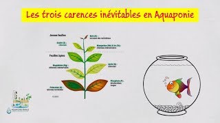 👩‍🎓 Les trois carences inévitables en aquaponie [upl. by Chapnick510]