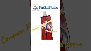 4C Popliteal fossa anatomy illustration drawing art bones study students knee hamstrings [upl. by Tove]