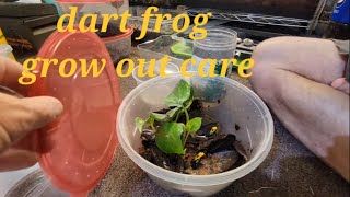 dart frog grow out care [upl. by Crowns]