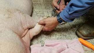 Educational Mini Pig Hoof Trim amp Abscess Treatment 🐽 Sammy was my little ROCK STAR 💖 [upl. by Flosser]