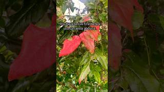 A day in my life early fall melodydemadema quotes shortyoutube shortvideo youtubeshorts asmr [upl. by Kcoj]