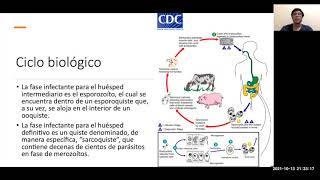 Tema de Sarcocystis sp [upl. by Analahs]