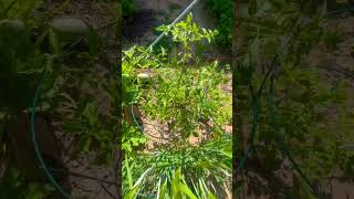 Organic plant my wife planted home arizona homegarden organicfarming organicgardening [upl. by Sivel]