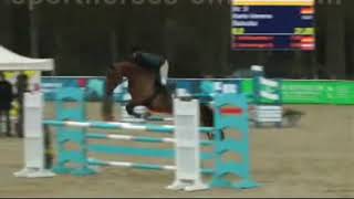 wwwsporthorsesonlinecom 2007 Balou du Rouet mare top amateur horse sold [upl. by Xavier507]