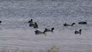 Eurasian Coot Fulica atra [upl. by Methuselah]