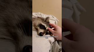 The little raccoon that needs help shortsvideo animals cute [upl. by Spiros]