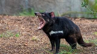 THE TASMANIAN DEVIL [upl. by Onateag]