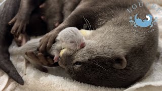 A Baby Otter Boy is Born [upl. by Darum77]