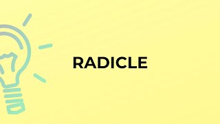 What is the meaning of the word RADICLE [upl. by Yoshi]