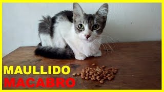 Maullido de gato [upl. by Rask240]