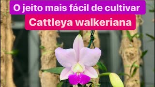 CULTIVO FÁCIL DE ORQUÍDEAS  CATTLEYA WALKERIANA [upl. by Uos]