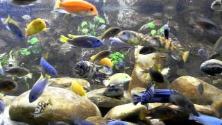 Malawi Aquarium 937ltr  Best Video [upl. by Einrae37]