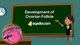 Development of Ovarian Follicle  Embryology Anatomy Animation  VLearning™  sqadiacom [upl. by Stanley691]