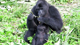 Grauers gorilla orphans Pinga and Lulingu [upl. by Netsoj730]