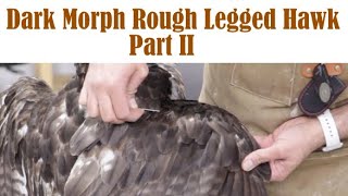 Rough legged Hawk Part 2 posing and grooming [upl. by Marguerite]