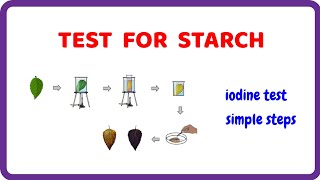 Test for Starch Simple and Effective Experiment [upl. by Jezabel]