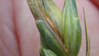 Wheat School Scouting for FHB after anthesis [upl. by Nadoj]