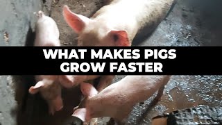 What Makes Pigs Grow Faster Ultimate Guide [upl. by Poulter]