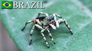 Jumping spiders Salticidae 🇧🇷 Brazil  v175 [upl. by Tegdirb]