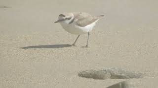 Chorlitejo patinegro  Píllara das dunas  Píllara papuda  Charadrius alexandrinus [upl. by Risay872]