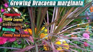 Dracaena Marginata Care [upl. by Lemhaj]