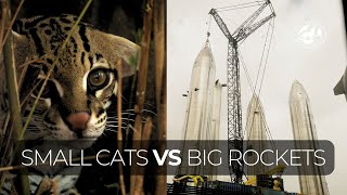 Small Cats VS Big Rockets [upl. by Ayotnahs663]