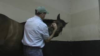 Horse Massage Tips from Jim Masterson on Front End Techniques using The Masterson Method [upl. by Schug]