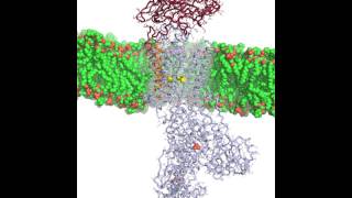 NaKATPase animation [upl. by Che]