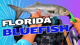 Indian River Lagoon Florida Bluefish [upl. by Justine]