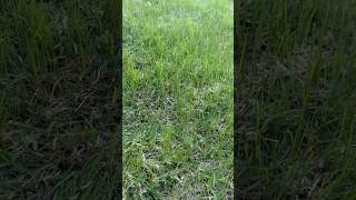 9 day update Perennial ryegrass overseed in bermuda grass DFW [upl. by Obel]