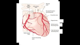 RESTRICTIVE CARDIOMYOPATHY [upl. by Wilson792]