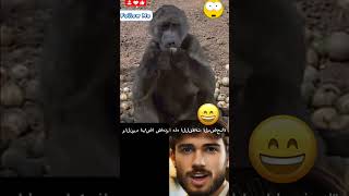 حيوانات افريقيا تسكر بالمارول شاهد Do African Animals Get Drunk From Marula Fruit shorts funny [upl. by Nagram]