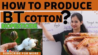 PRODUCTION OF BT COTTON MECHANISMBIOTECHNOLOGYNEET2025Recombinant DNA technology CUETKVS HTET [upl. by Namyw395]