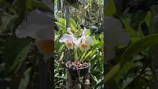 Hermosa cattleya quadricolor [upl. by Atilegna]