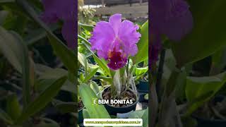 Cattleyas Em idade de Floração por apenas R3200 cada orquidias cattleya [upl. by Andromeda]