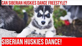 Siberian Husky Does Incredible Freestyle Dog Dancing [upl. by Krishnah]