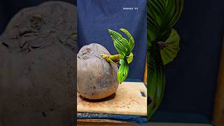 Big Green sprouts decorated coconut opening satisfying [upl. by Rusert]