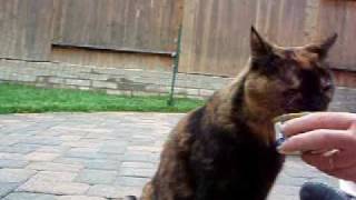 Clicker Training Cats  Target Stick [upl. by Bor]