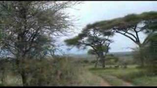 GardeningAcacia Trees In Tanzania [upl. by Elleb283]