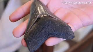 How to Dig Up Shark Teeth Fossils in Venice Florida [upl. by Clardy]