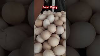 Balut Penoy Philippines [upl. by Piotr]