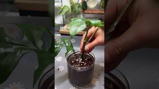 Do your propagated plant cuttings get root rot when you pot them up Have you tried this hack [upl. by Tekcirk966]