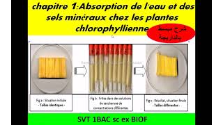 Absorption d’eau et des sels minéraux chez les plantes chlorophylliennes 1Bac svt شرح بالداريجة [upl. by Channing]