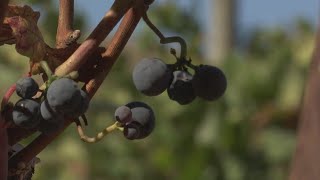 Cooler summer means later harvest season for wine grapes in Sonoma County [upl. by Ellehsyt849]