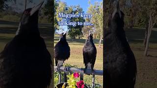 Australian Magpies singing for answering my questionsthe way they talk [upl. by Thanasi]